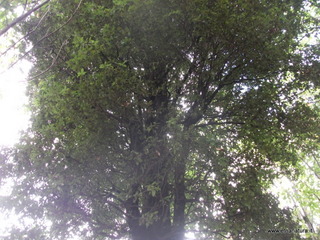 nte Cicirello-19-10-2012 08-26-39